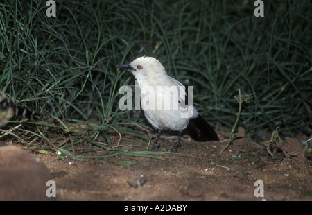 Südlichen Pied Schwätzer Turdoides bicolor Pilanesberg Game Reserve in Südafrika Stockfoto