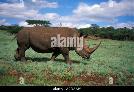 Weißes Nashorn Ceratotherium Simum Spioenkop Dam Nature Reserve KwaZulu Natal in Südafrika Stockfoto