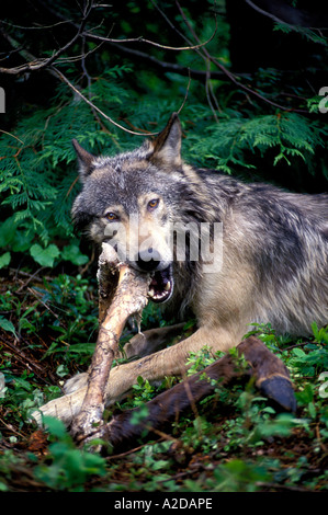 MW-7 GRAUE WOLF FÜTTERUNG AUF ELCH BEIN Stockfoto