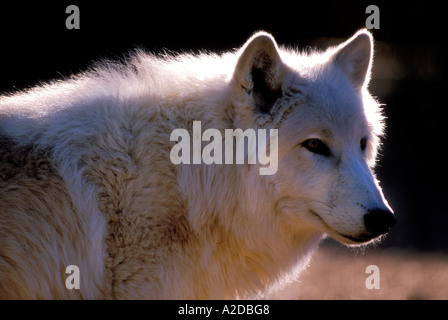 MW-69 WEIß GRAU POLARWOLF NAHAUFNAHME Stockfoto
