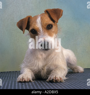 Jack-Russell-Terrier in Alarmbereitschaft Stockfoto