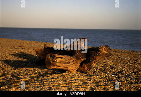 Baumstumpf angespült am Strand von Dunwich, Suffolk, UK. Stockfoto