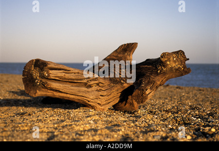 Baumstumpf angespült am Strand von Dunwich, Suffolk, UK. Stockfoto