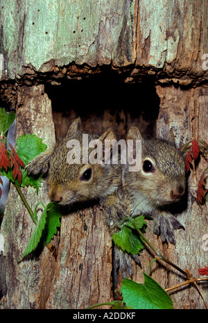 Zwei Baby-Eichhörnchen Ausschau aus ihrem Nest, umrahmt von den Baum Reben und rote Sumach, Midwest USA Stockfoto