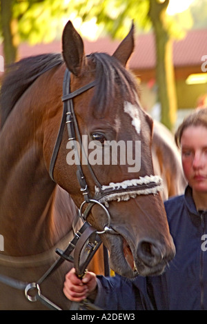 Rennpferd in Parade ring Stockfoto