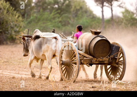 Eine Autofahrerin ihren Ochsen gezogenen Wagen in Bagan. Stockfoto