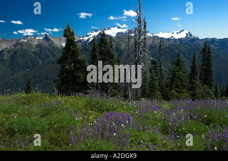 Mt. Olympus aus hohen Teilen Schleife mit Wildblumen, Olympic Nationalpark, WA USA Stockfoto