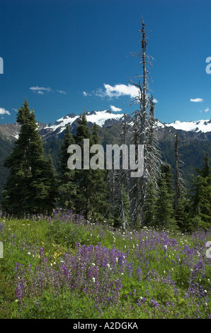 Mt. Olympus aus hohen Teilen Schleife mit Wildblumen, Olympic Nationalpark, WA USA Stockfoto