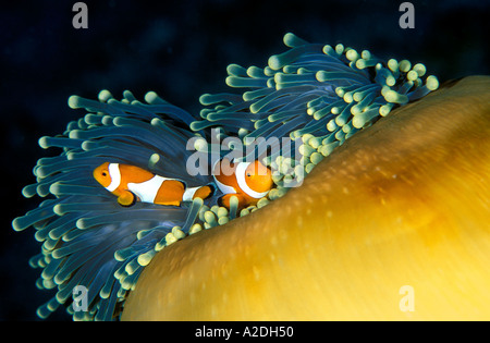 Clownfishes in einer Anemone Sulawesi Indonesien Stockfoto