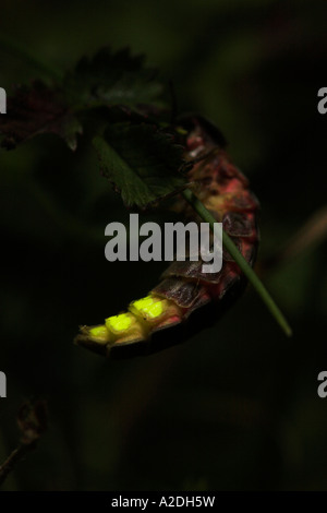 Weibliche Glow worm flügellosen Glühen Stockfoto