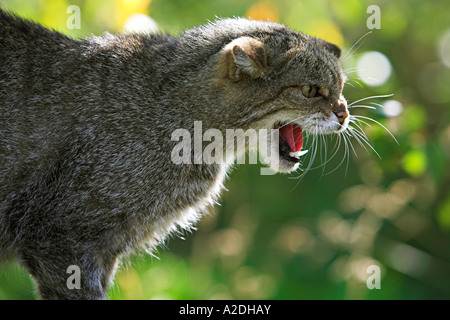 Schottische Wildkatze, Felis Silvestris Scottica Aggression zeigen Stockfoto