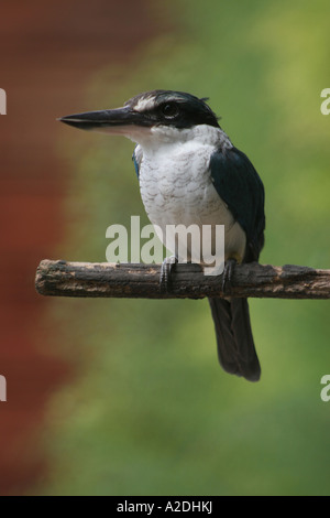 Weiße Kragen Kingfisher (Halcyon Chloris) Stockfoto