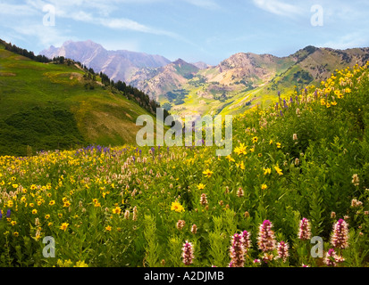 Wildblumen in eine Bergwiese Stockfoto