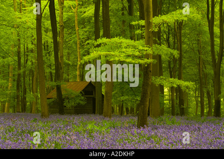 Frühling-Glockenblumen in Embley Holz Hampshire England Stockfoto