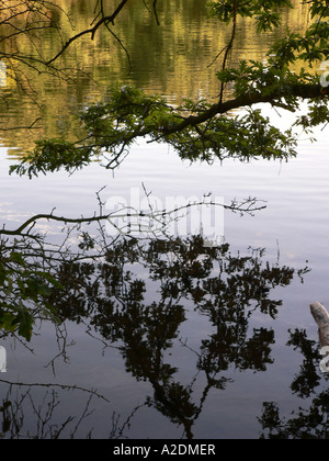 Reflexion der Zweige in Wasser Stockfoto