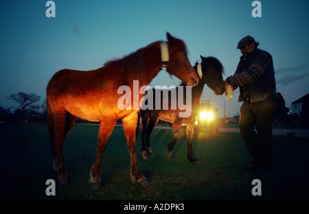 New Forest Pony in reflektierenden Halsband entwickelt, um die Zahl der Ponys tötete und Verletzte bei Verkehrsunfällen in der Nacht Stockfoto