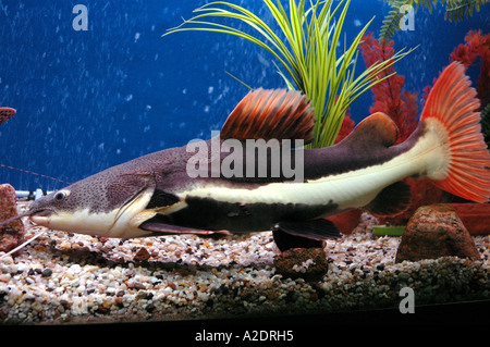 Welse im Aquarium Phractocephalus Hemioliopterus Rotschwanz-Wels Stockfoto