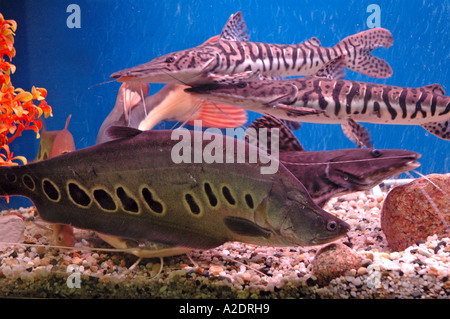 Welse im Aquarium Pseudoplatystoma Fasciatum Tiger Shovelnose Stockfoto