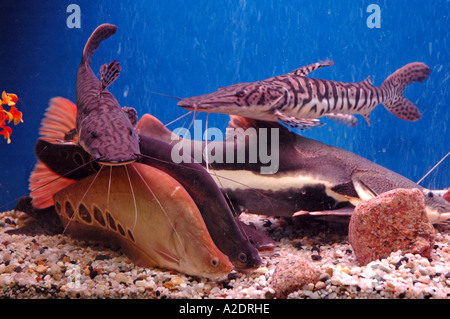 Welse im Aquarium Pseudoplatystoma Fasciatum Tiger Shovelnose und Phractocephalus Hemioliopterus Rotschwanz-Wels Stockfoto