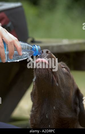 Hund aus Flasche Wasser trinken. Stockfoto