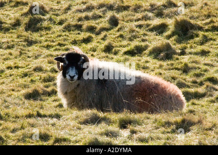 Scottish Blackface Hausschafe (Ovis Aries) Stockfoto