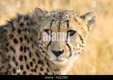 Namibia, Afrika: Eklatante Cheetah (Acinonyx Jubatus) im Africat Projekt, Okonjima Stockfoto