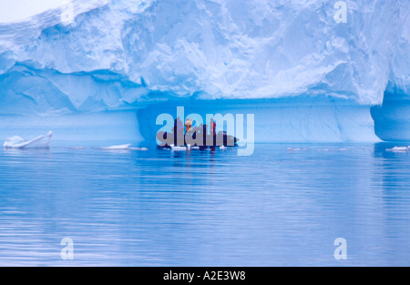 Um Cuverville Island, Antarktis: Zodiacs und Eisberge Stockfoto