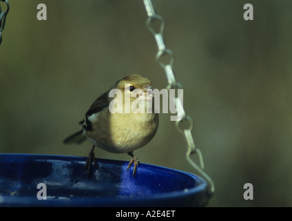 Weibliche Buchfink auf Feeder (Fringilla Coelebs) im Vereinigten Königreich Stockfoto