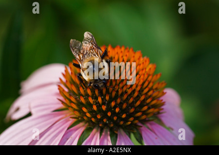 Goldene nördlichen Bumblebee Bombus Fervidae sammeln Nektar auf Sonnenhut Stockfoto