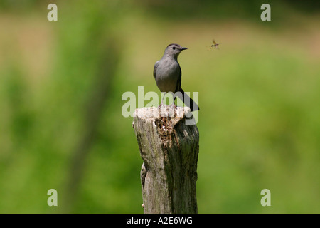 Graue Catbird sitzen auf Zaunpfahl beäugte ist Insekten zu essen Stockfoto