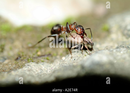 rote Ameisen (Formica Rufa) einen Käfer zu töten. Bayern Deutschland Europa Stockfoto