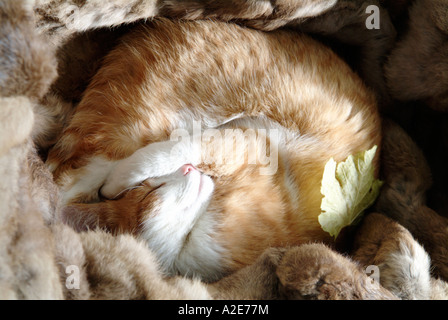 Katze schläft in einem Fell-Cled-Kasten Stockfoto