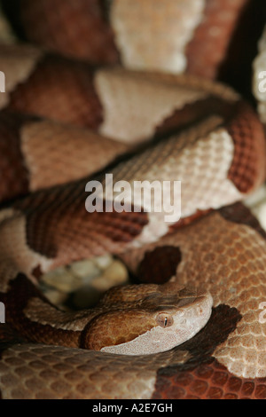 Breit gebändert Copperhead (Agkistrodon Contortrix) Lacticinctus. Giftig, lebt in Süd-Ost-U.S.A. Stockfoto