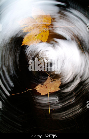 Letzten Ahornblätter (Acer) Einsturz im Herbst Stockfoto