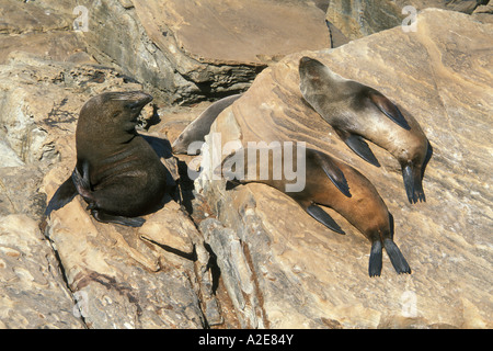 Australische Seelöwen am Kap de geschafft in Flinders Chase Nationalpark auf Kangaroo Island in South Australia Australien Stockfoto