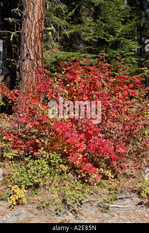 Rebe Ahornblätter drehen Farbe im Herbst Stockfoto