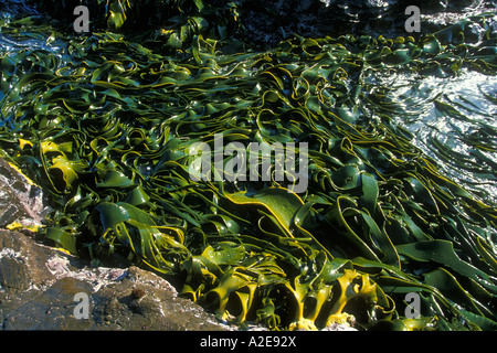 Kelp wächst am felsigen Ufer am Curio Bay Waikawa The Catlins Otago Neuseeland Südinsel Stockfoto