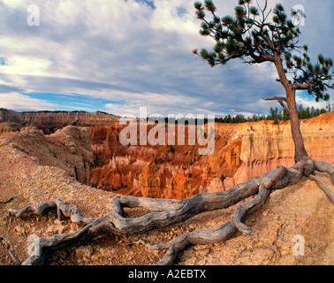 Utah Bryce Canyon Nationalpark Baum bin Rande des Canyon Stockfoto