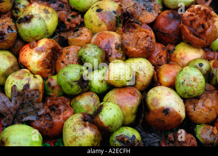 Faule Äpfel Stockfoto