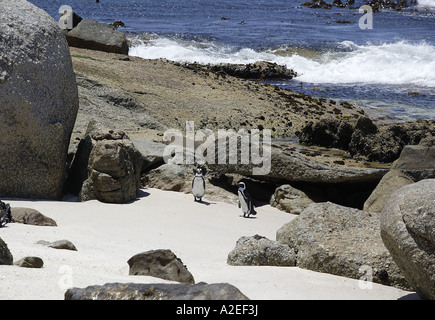 Zwei Pinguine und Felsbrocken, Pinguin-Kolonie, Table Mountain National Park, False Bay, Western Cape, Südafrika Stockfoto