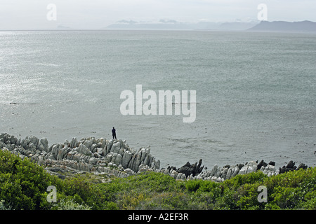 Auf der Suche nach Walen, Walker Bay, Atlantik, Western Cape, Südafrika Stockfoto