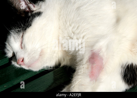 verwundete aber heilende Pfote einer Hauskatze Stockfoto