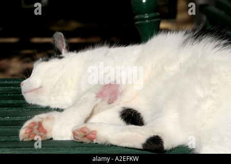 verwundete aber heilende Pfote einer Hauskatze Stockfoto