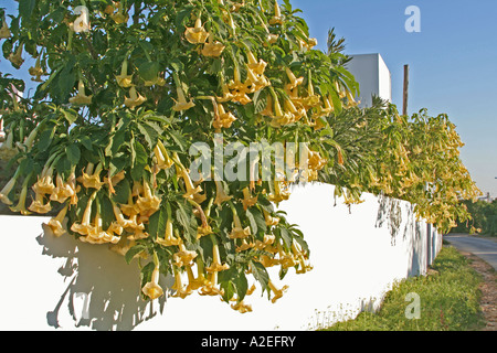 Angels Trompete Pflanze blüht Lagos Algarve Portugal Stockfoto