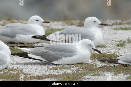 Hartlaub s Möwen Larus Hartlaubii schlafen am Strand Stockfoto