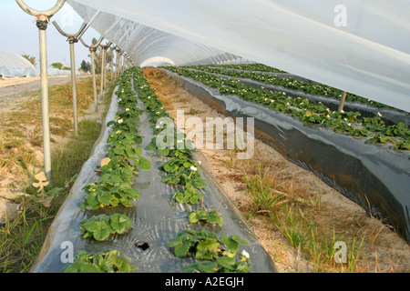 Innen Kunststoff Gewächshäuser und Poly Tunnel intensiven Gemüse- und Obstbau in Andalusien Südspanien Stockfoto