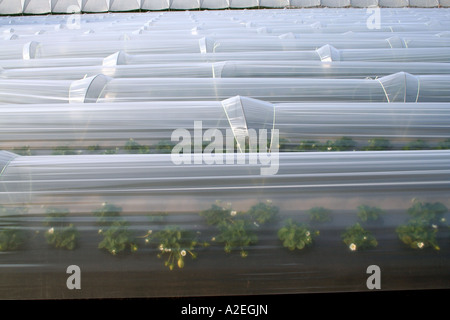 Kunststoff Gewächshäuser und Poly Tunnel intensiven Gemüse- und Obstbau in Andalusien Südspanien Stockfoto