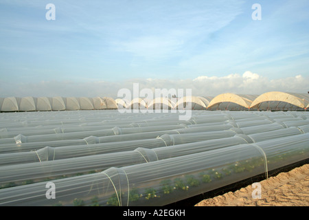 Kunststoff Gewächshäuser und Poly Tunnel intensiven Gemüse- und Obstbau in Andalusien Südspanien Stockfoto