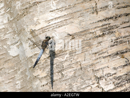 Eine männliche schwarze tailed Skimmer Libelle Orthetrum cancellatum Stockfoto
