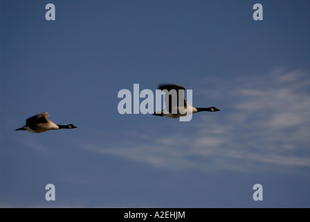 Zwei Kanada Gänse Branta Canadensis auf der Flucht vor einem blauen Abendhimmel Stockfoto